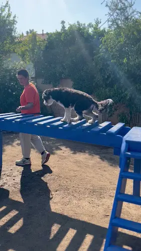 Dog walker All Dogs Society Inc. Los Angeles