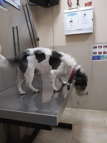 Pet vet Boulevard Animal Hospital Carson