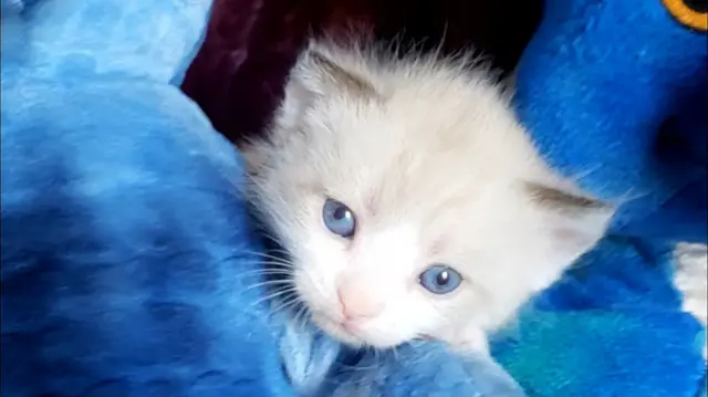 Dog breeder Ragdoll Beautiful Visalia
