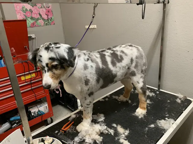Pet boarding service Puppy Love Grooming Redding