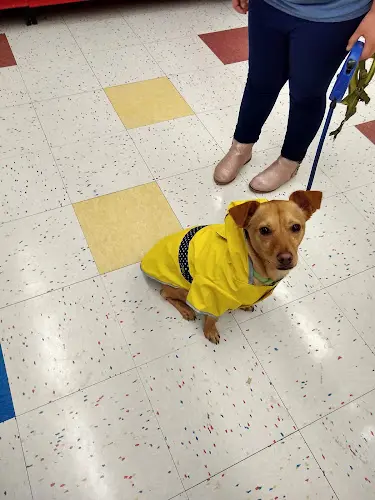 Dog day care center Petco Hillsboro