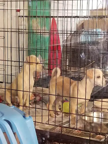 Dog breeder The Ontario Rescue Ontario