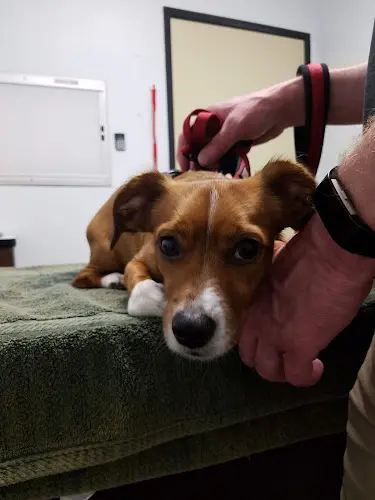 Pet vet Central Orange County Emergency Animal Hospital Orange