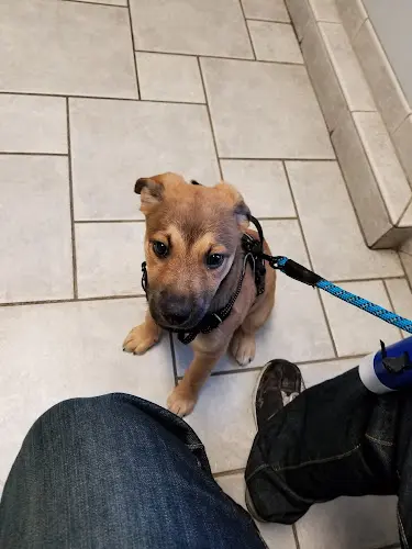 Dog day care center VCA Magnolia Animal Hospital Seattle