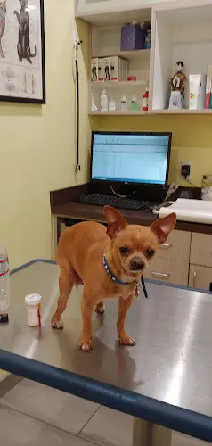 Pet vet Beverly Virgil Animal Hospital Burbank