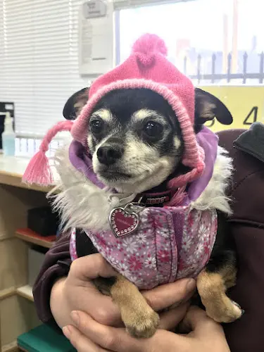 Pet vet Portland Veterinary Wellness Center Gresham