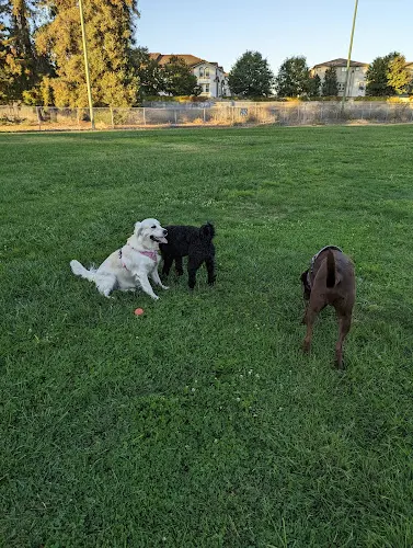 Dog Park Centennial Park Hayward