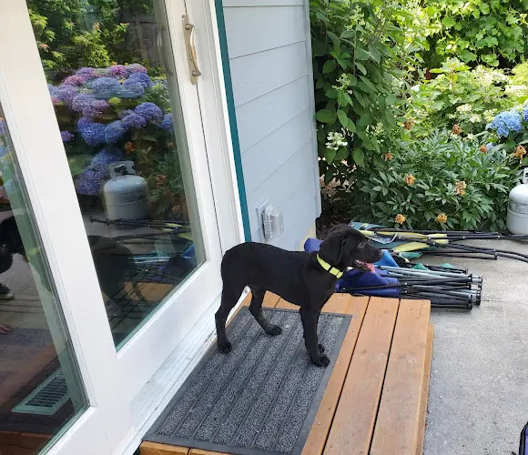 Rescue & Shelter Oregon Dog Rescue Salem