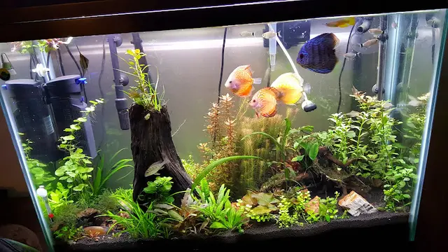 Rescue & Shelter Reef Tropical Fish Anaheim