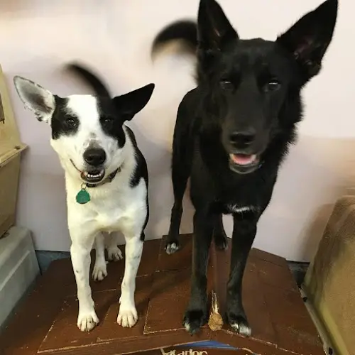 Dog day care center Bark Plaza Pet Hotel Tacoma