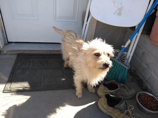 Dog breeder Kelley's Pets Fresno