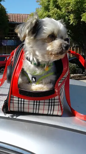 Rescue & Shelter Waggin Tails Pet Supplies Sunnyvale