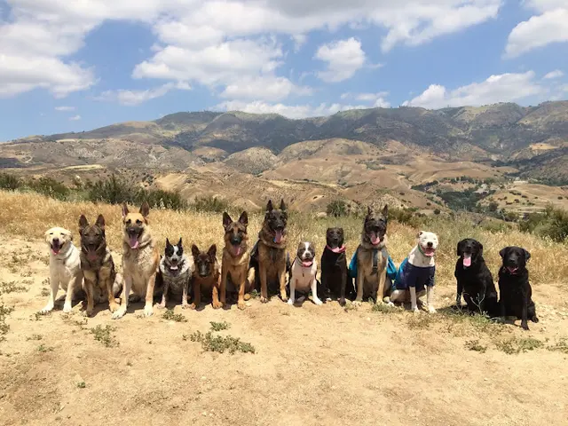 Dog trainer Pet Peeves Training, LLC Simi Valley
