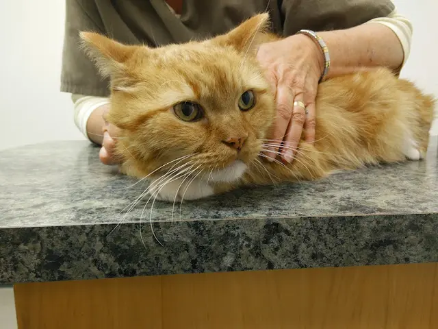Pet boarding service Cat Doctors Santa Barbara