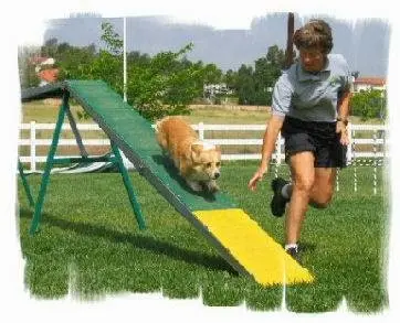 Dog trainer Dog Quest South Gate