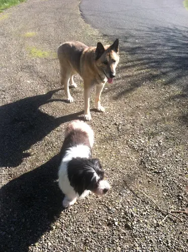 Dog day care center Browning's Dog Ranch-Tails Inn Eugene
