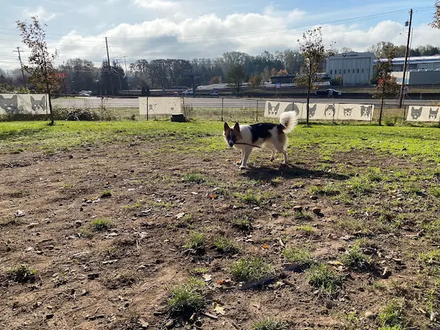 Dog Park Clark County Dog Park Vancouver