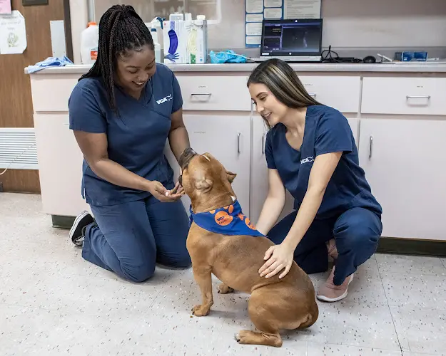 Pet vet VCA All Our Pets Animal Hospital Sacramento