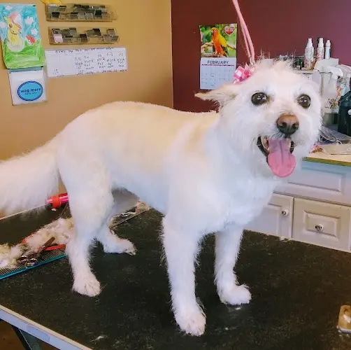 Dog walker Diamond in the Ruff Pet Spa & Boutique Roseville