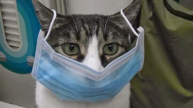 Pet vet Discovery Valley Animal Hospital Oceanside