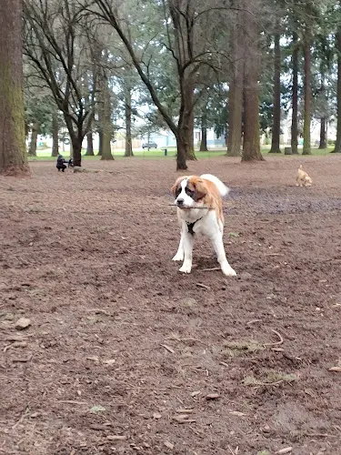 Dog Park Hollywood Dog Park Vancouver