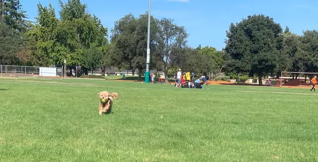 Dog Park Fair Oaks Park Sunnyvale