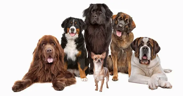 Dog trainer Wag Time Dog Training - Don Kirkish Sacramento