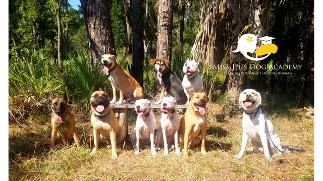 Dog trainer Miss Jee's Dog Academy Renton