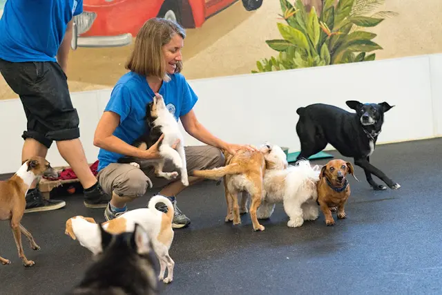 Dog trainer Doggie Daycare...And More Costa Mesa