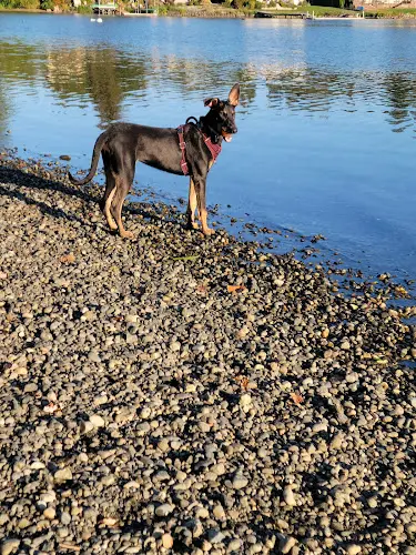 Dog trainer Bloedel Donovan Park Bellingham