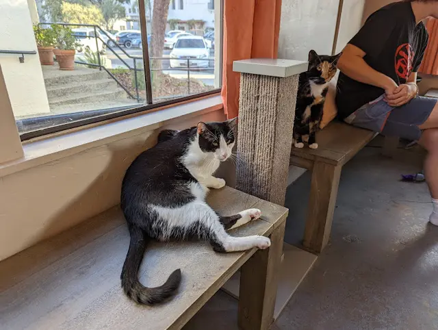 Pet boarding service Cat Therapy Santa Barbara