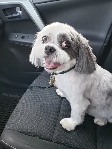 Dog Grooming Kathleen's Pet Grooming Salon Beaverton
