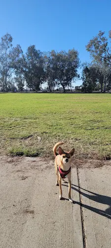 Dog Park Murray Ridge Park San Diego