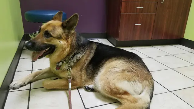 Pet boarding service East Bay Veterinary Clinic Oakland