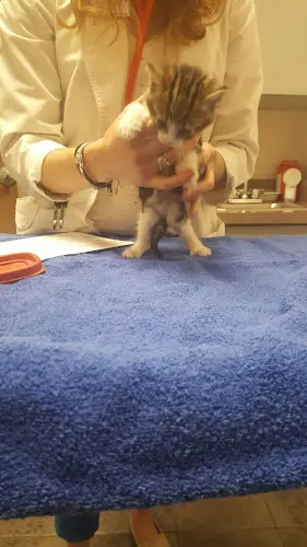 Pet boarding service Bird & Pet Clinic of Roseville Roseville