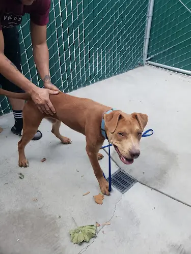 Dog breeder Devore Animal Shelter San Bernardino