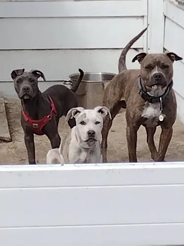 Dog walker They Poop We Scoop Spokane Valley