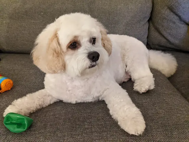 Dog Grooming Fluff Dog Grooming San Mateo