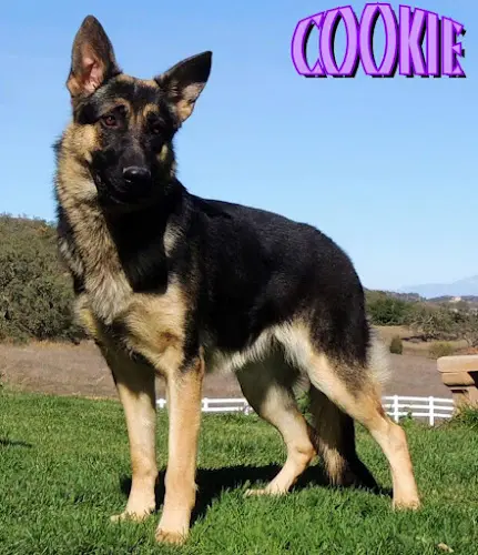 Dog breeder Diamond Oaks Ranch Victorville