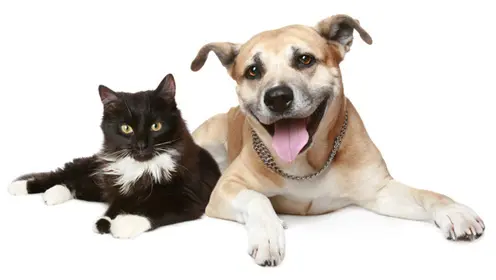 Pet vet Mt. Scott Animal Clinic Gresham