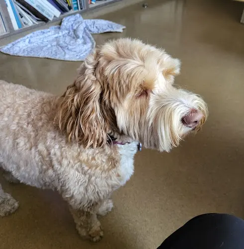 Pet vet Pasternak Veterinary Center Santa Monica