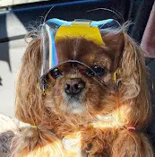 Pet vet Animal Eye Center Inc Roseville