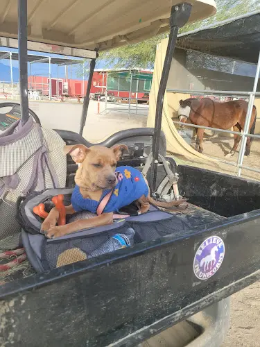 Rescue & Shelter Coachella Valley Horse Rescue Indio
