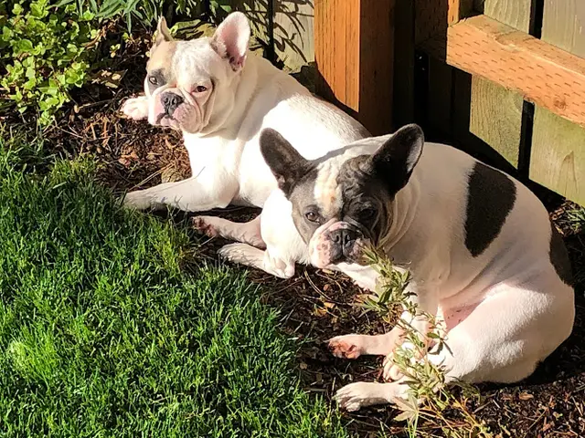 Dog breeder Umpqua Valley Kennels French Bulldogs Gresham