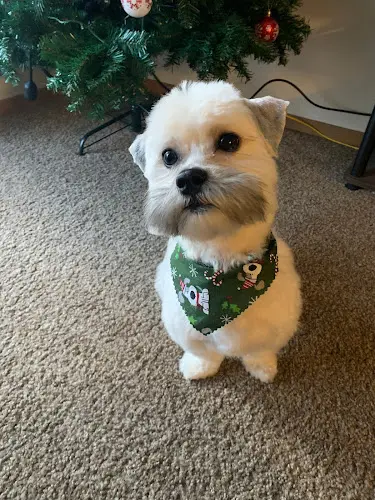 Dog Grooming Lil Bit Of Grooming Spokane Valley