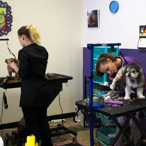 Dog Grooming Hair of the Dog Pet Grooming San Mateo