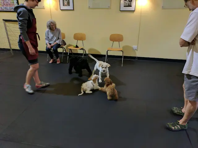 Dog day care center University Canine Learning Academy Seattle