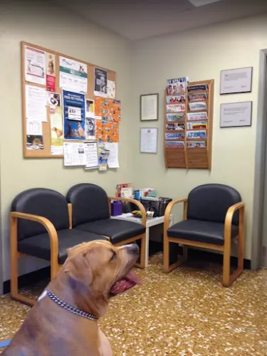 Pet vet Thornhill Pet Hospital Richmond