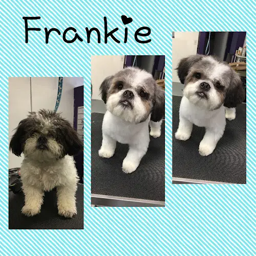 Pet vet Green Dog Grooming LLC Kent
