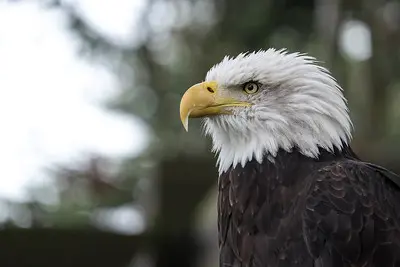 Pet vet Eagle Glen Veterinary Clinic Glendale